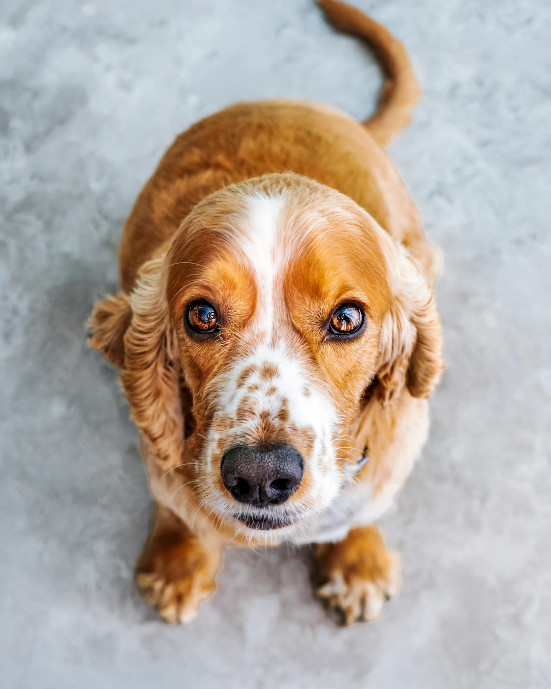 Beyond the Bad Breath: A Comprehensive Guide to Cleaning Your Dog's Teeth